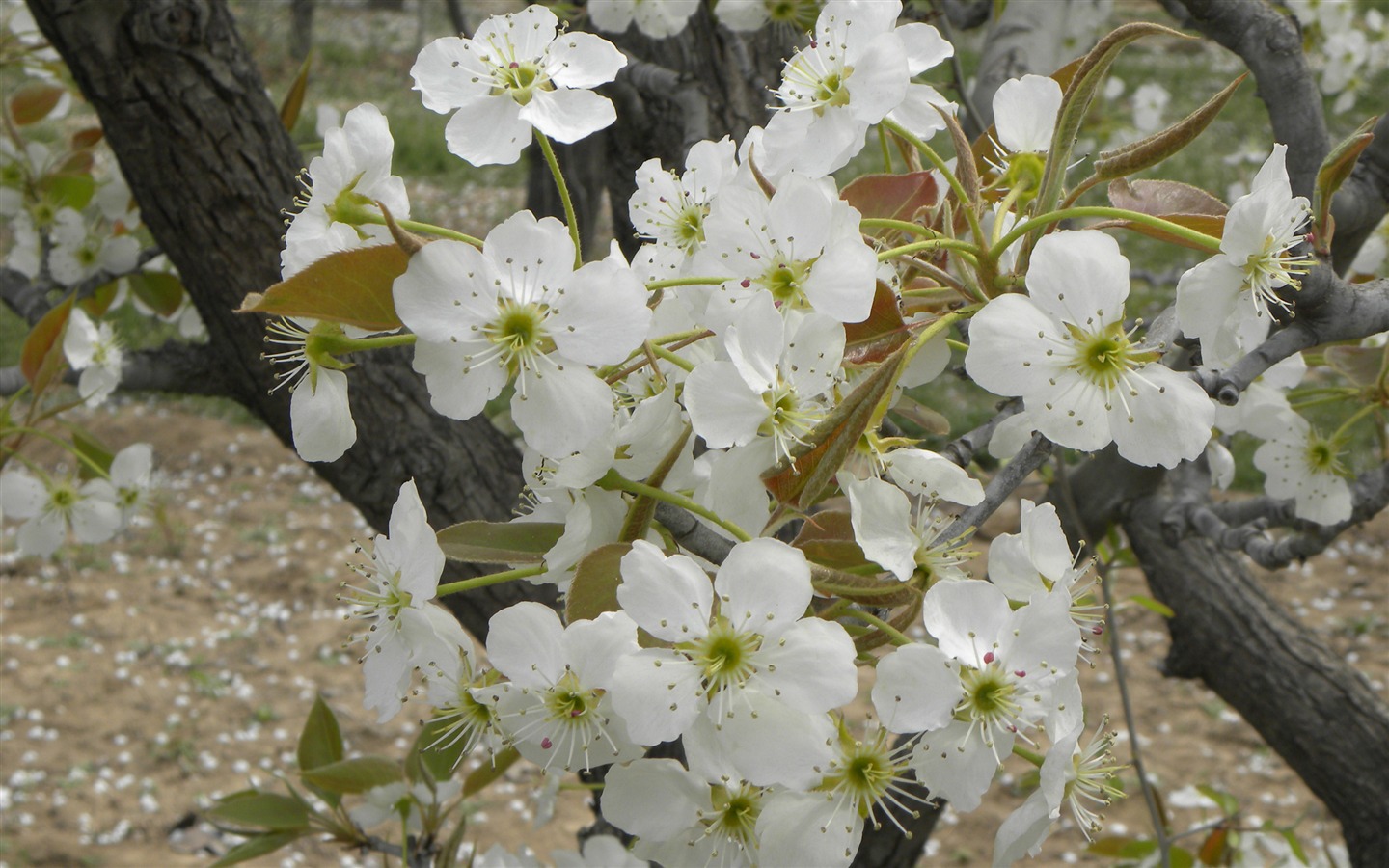 collection Fleurs photographie HD (1) #14 - 1440x900