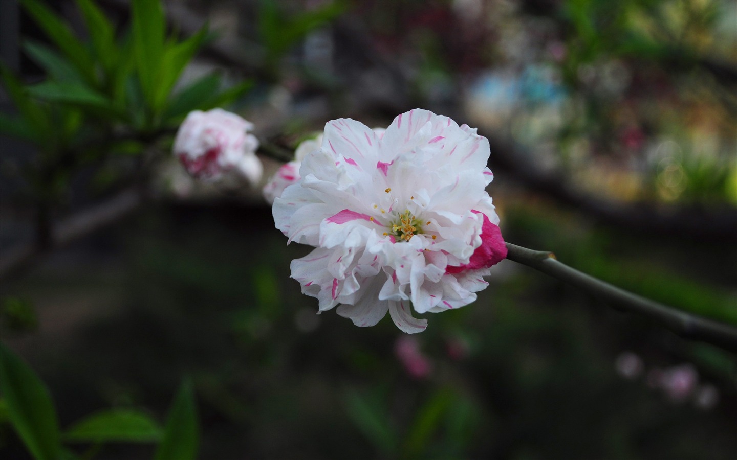 花のHD写真コレクション (1) #19 - 1440x900