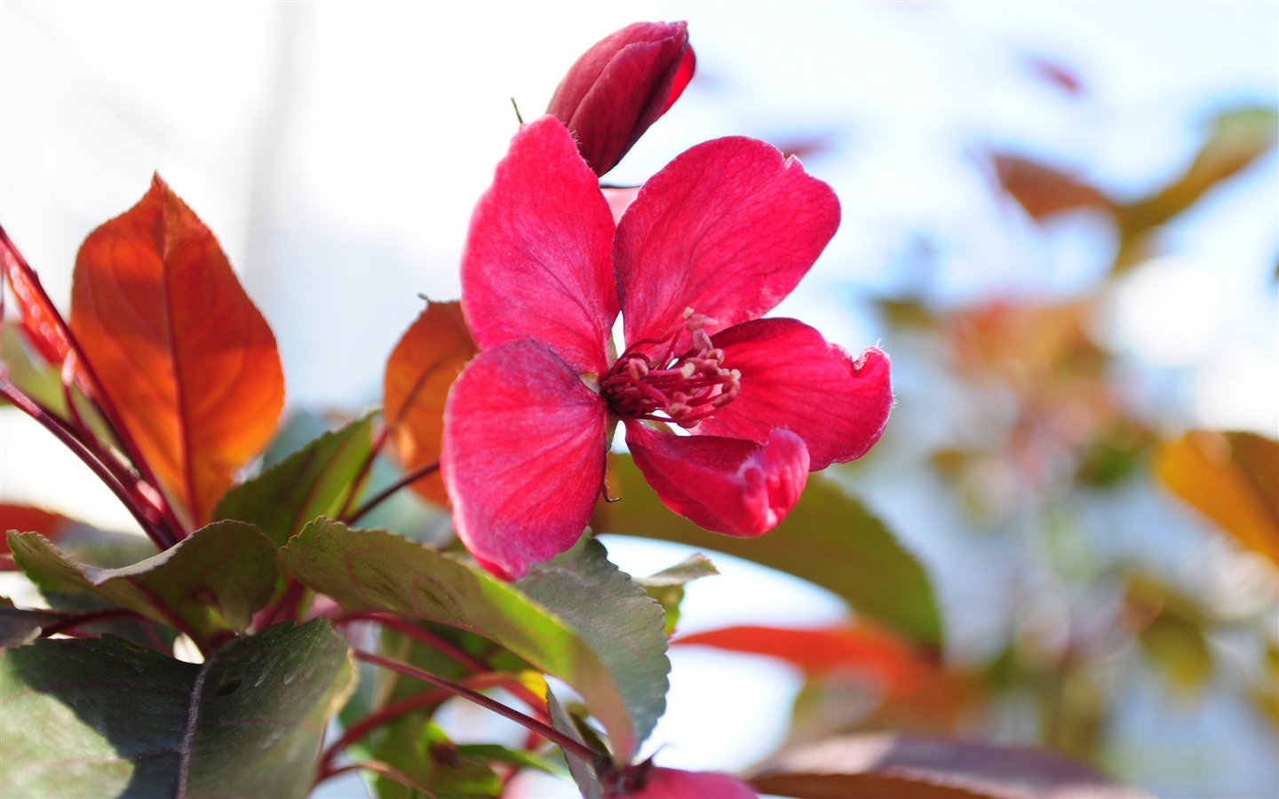 Květiny HD fotografie sbírka (2) #3 - 1440x900