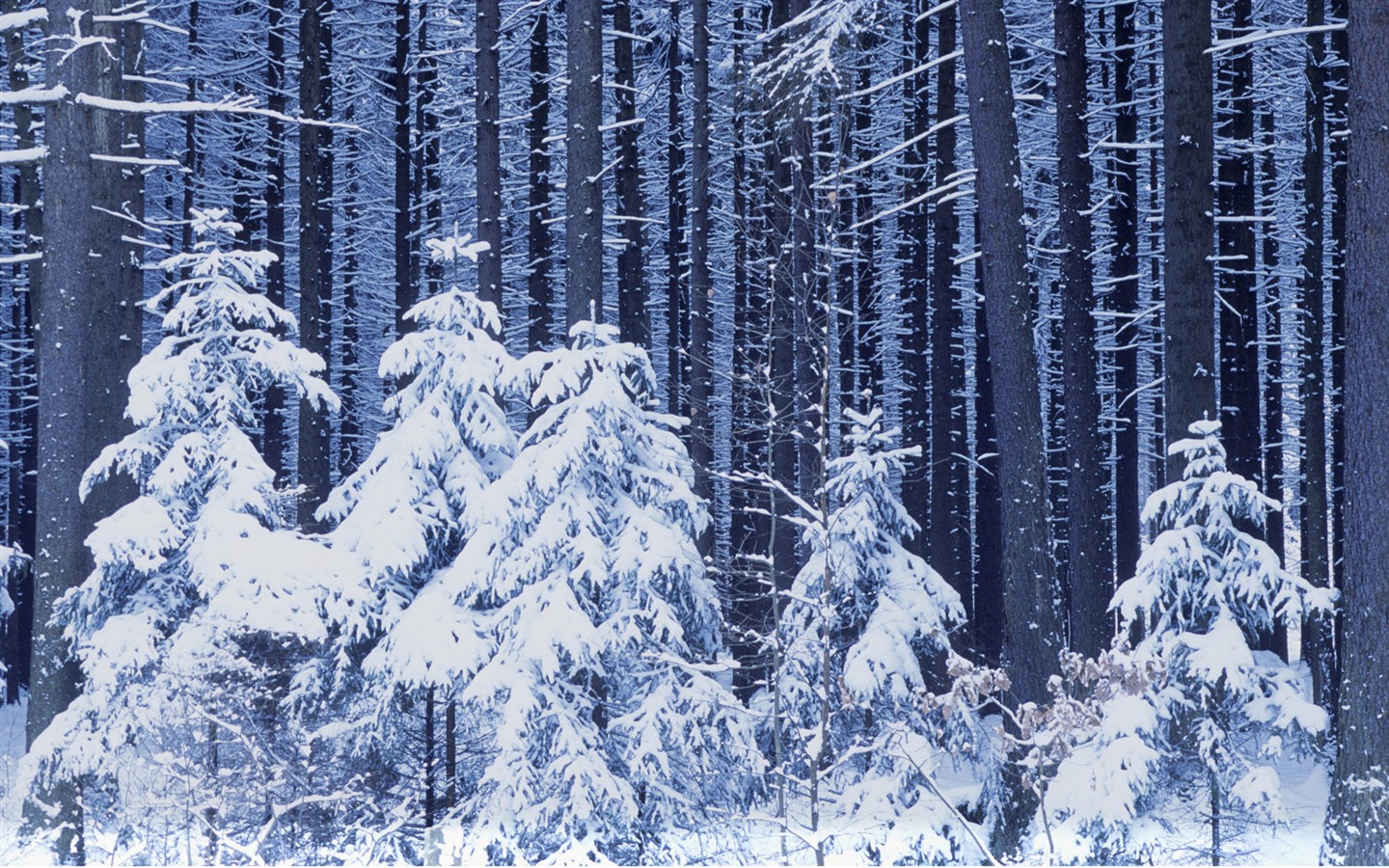 Sníh širokoúhlý tapety (1) #2 - 1440x900