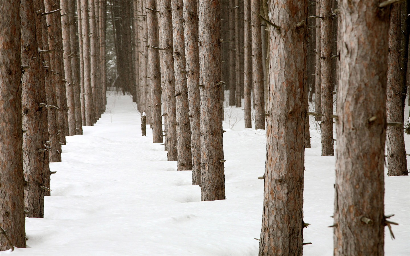 Nieve fondo de pantalla ancha (2) #10 - 1440x900