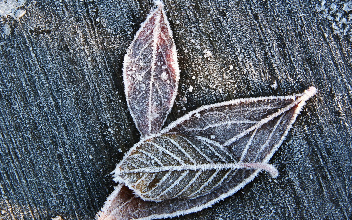 Ice Plant écran Album (2) #19 - 1440x900