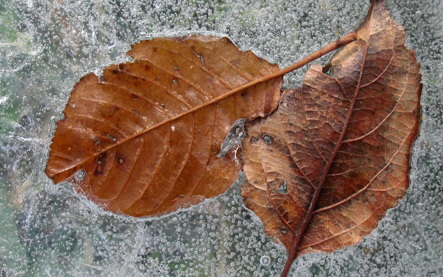 Fondos de pantalla planta de hielo álbum (2) #20 - 1440x900