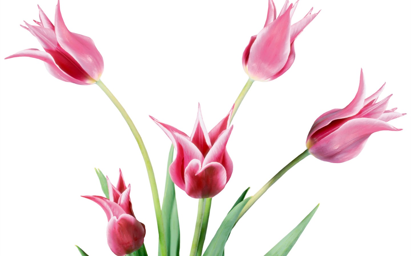 Tulip álbum de fondo de pantalla (1) #10 - 1440x900