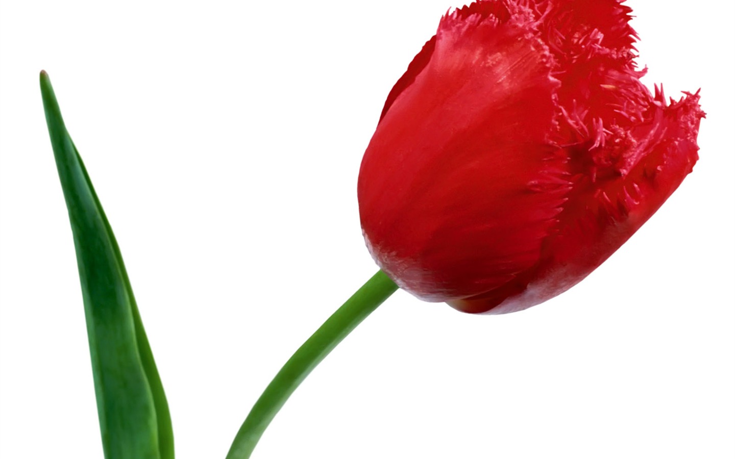 Tulip wallpaper album (1) #18 - 1440x900