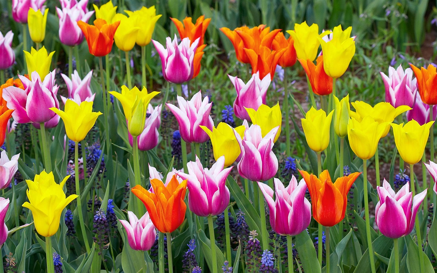 fleurs fond d'écran Widescreen close-up (12) #3 - 1440x900