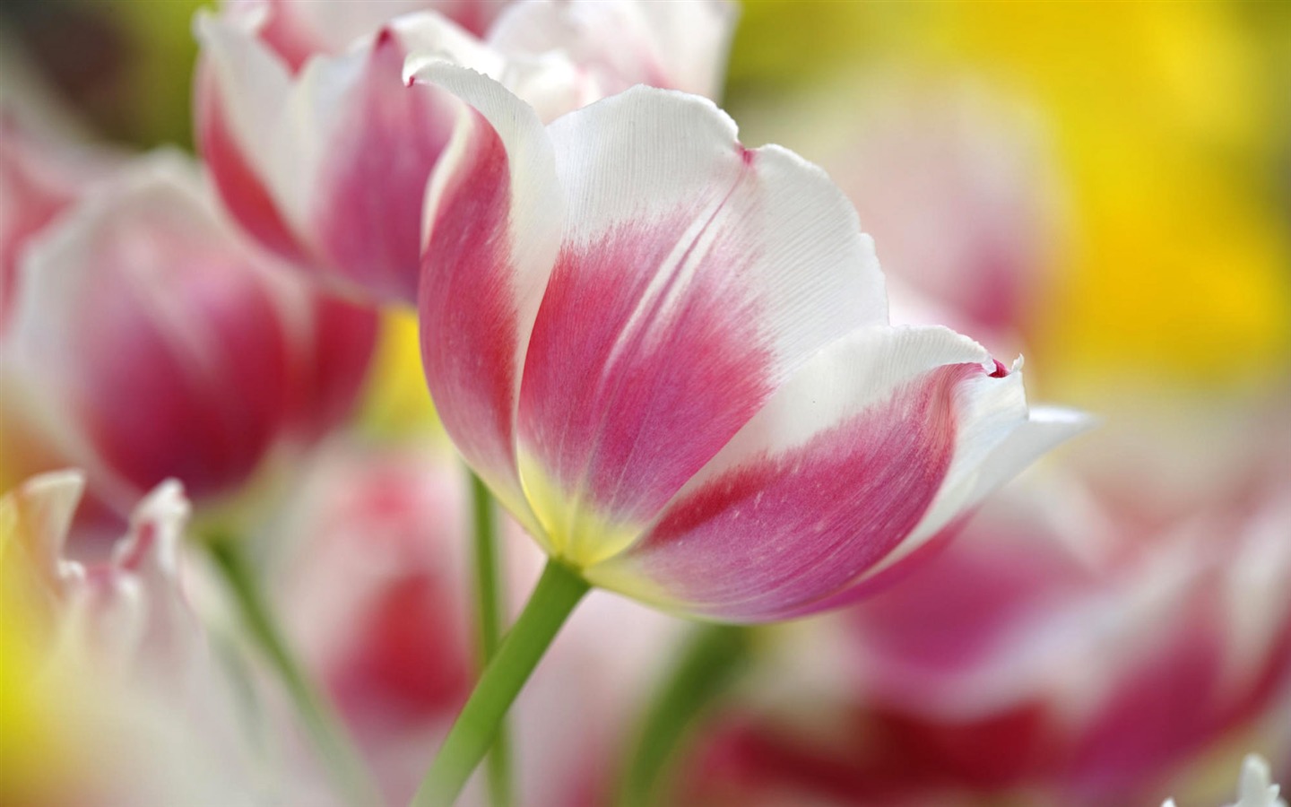 fleurs fond d'écran Widescreen close-up (12) #4 - 1440x900