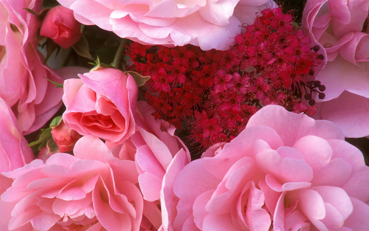 fleurs fond d'écran Widescreen close-up (12) #14 - 1440x900