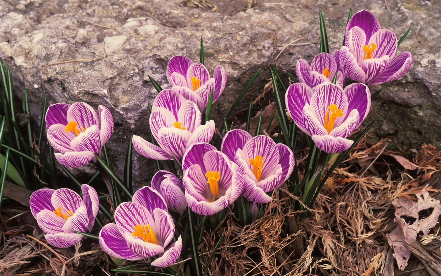 fleurs fond d'écran Widescreen close-up (12) #16 - 1440x900