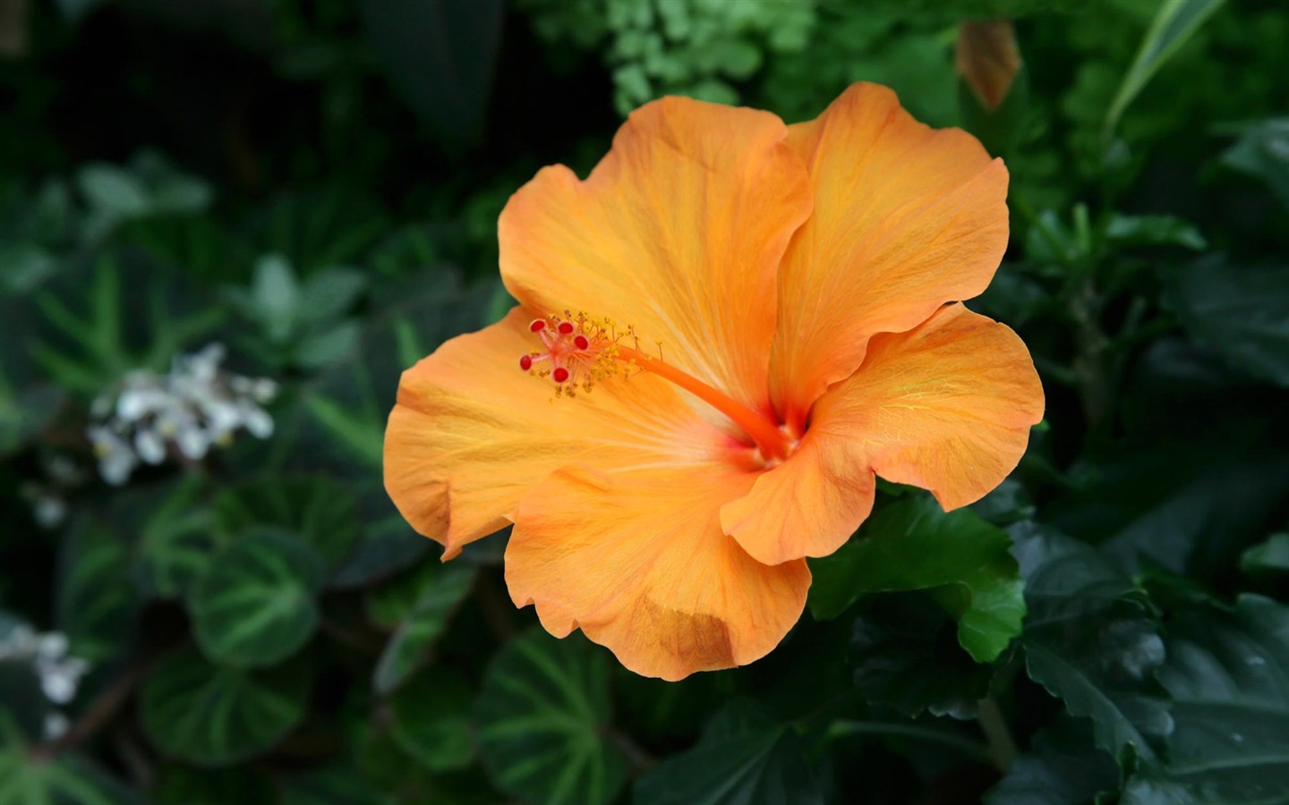 fleurs fond d'écran Widescreen close-up (12) #17 - 1440x900
