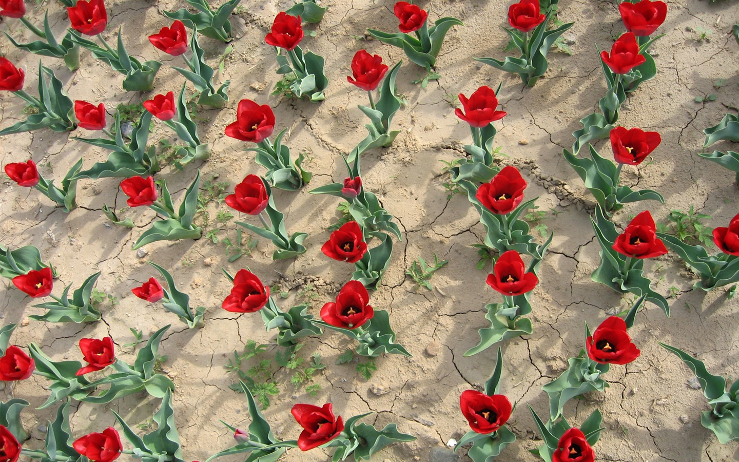 Fond d'écran album Tulip (3) #7 - 1440x900