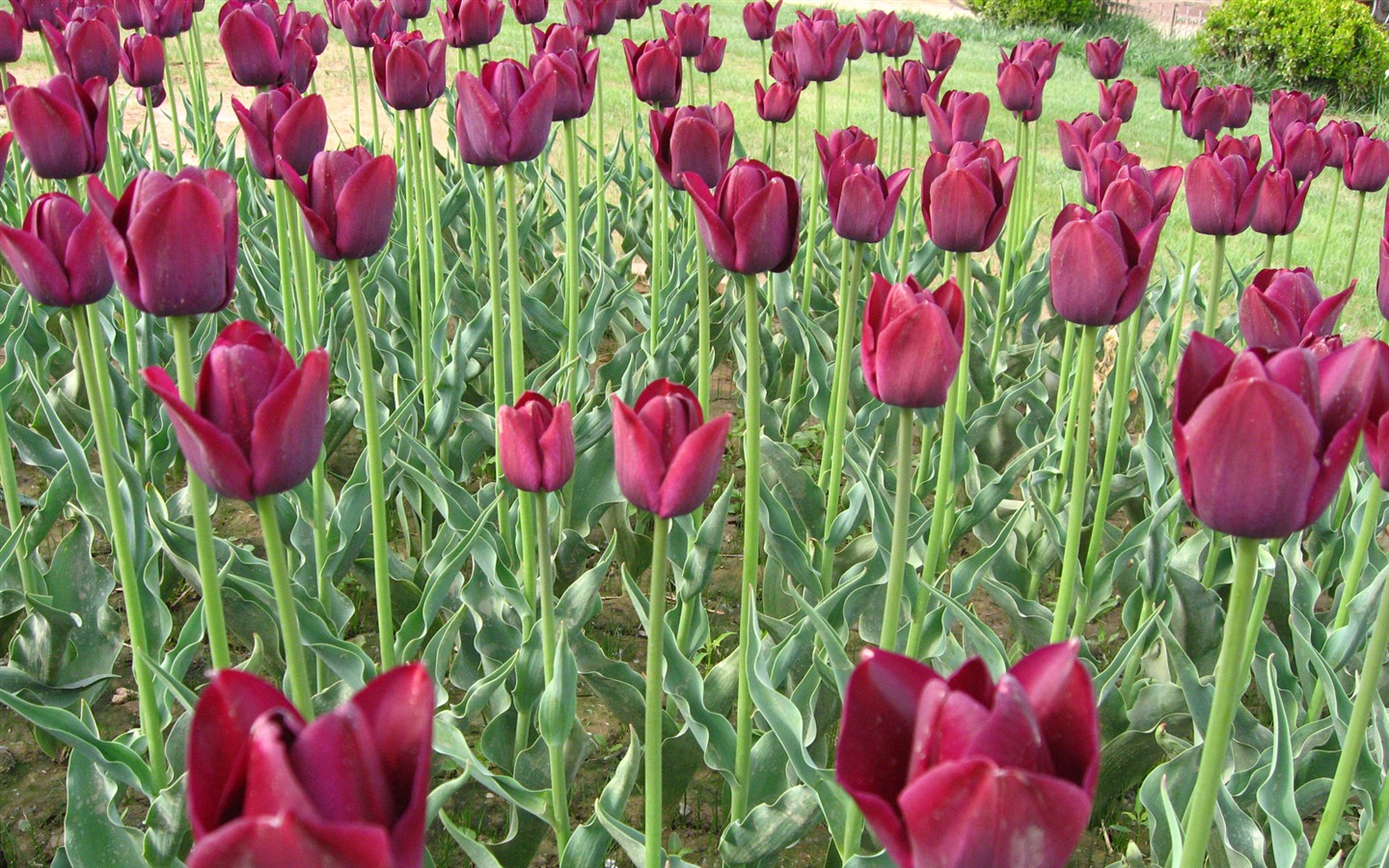 Fond d'écran album Tulip (3) #10 - 1440x900