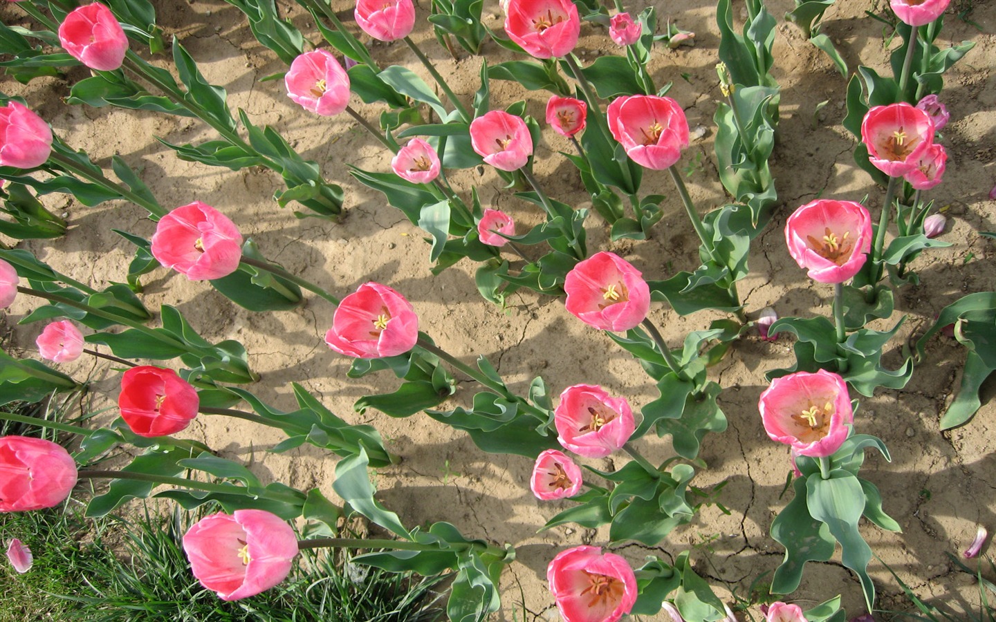 Fond d'écran album Tulip (3) #20 - 1440x900