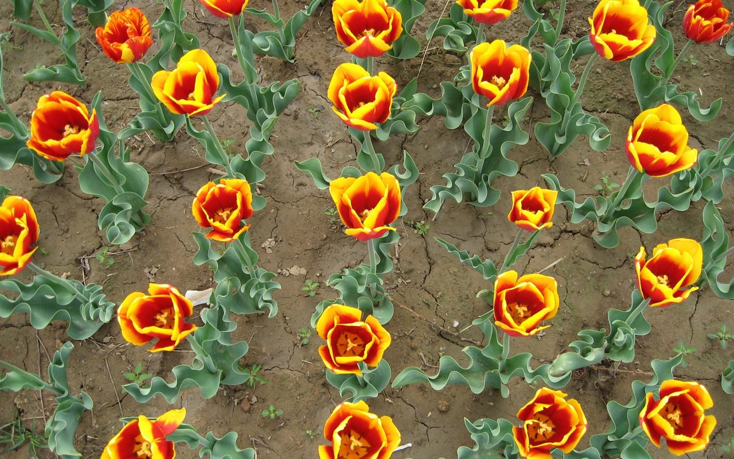 Tulip álbum de fondo de pantalla (5) #19 - 1440x900