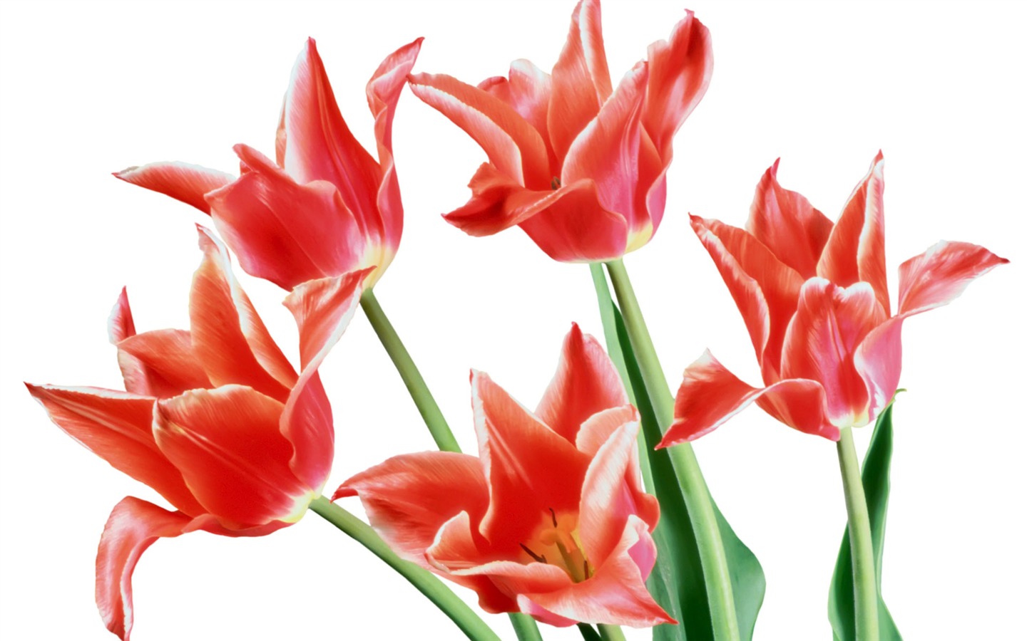 Tulip wallpaper album (7) #3 - 1440x900