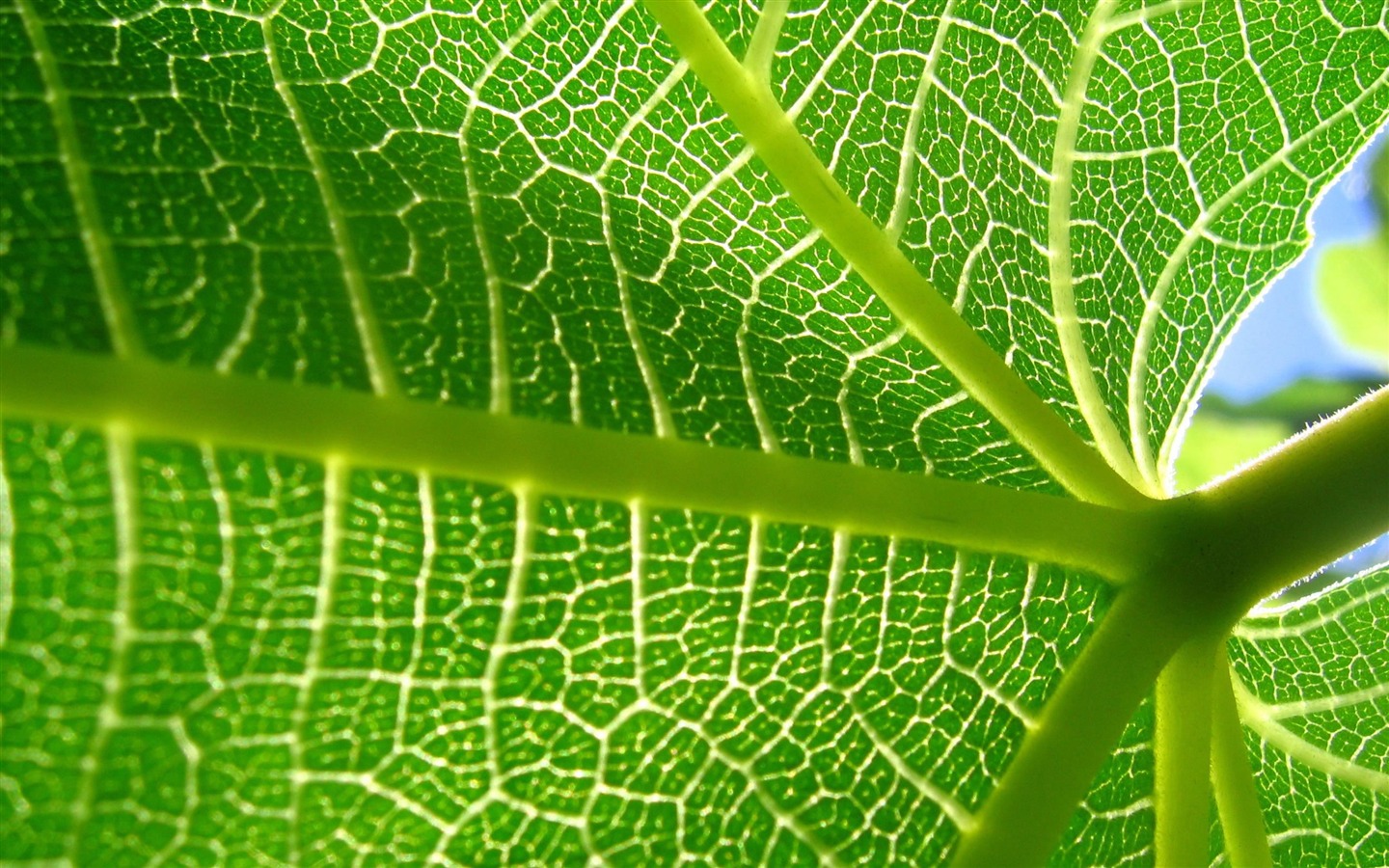 Большие зеленые листья макро цветок обои (2) #13 - 1440x900
