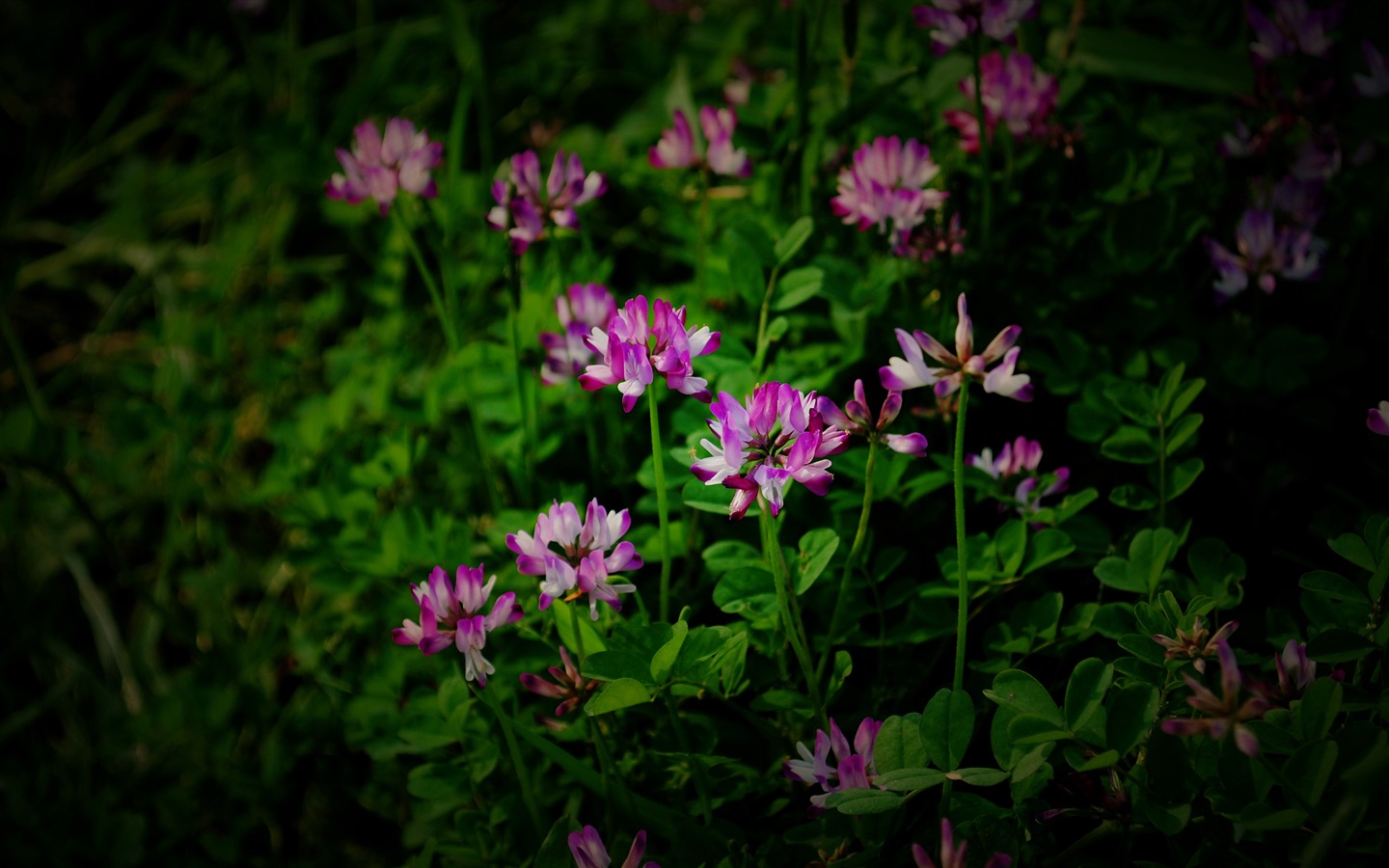 Esas flores (Pretty in Pink 526 registros) #3 - 1440x900