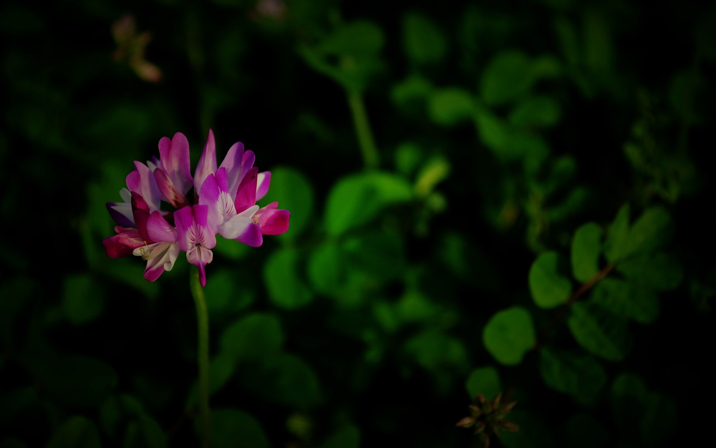 Эти цветы (Pretty в розовом 526 записей) #4 - 1440x900