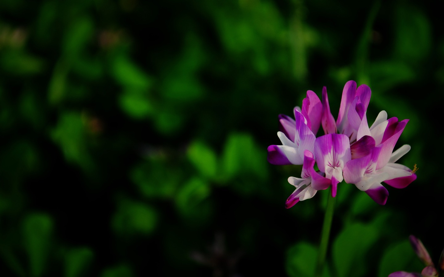 Ces fleurs (Pretty in Pink 526 entrées) #5 - 1440x900