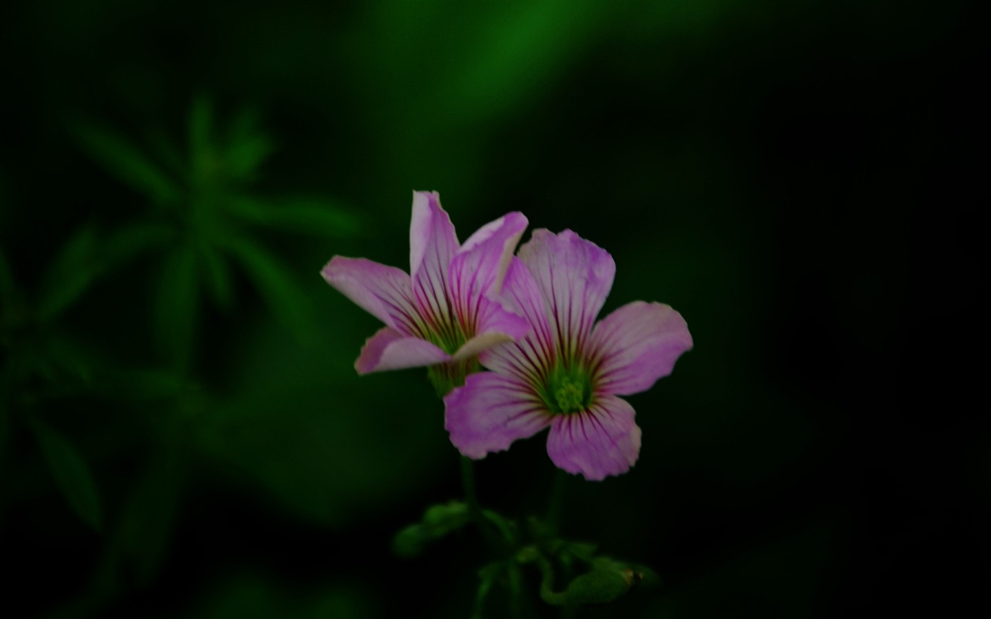 Эти цветы (Pretty в розовом 526 записей) #12 - 1440x900