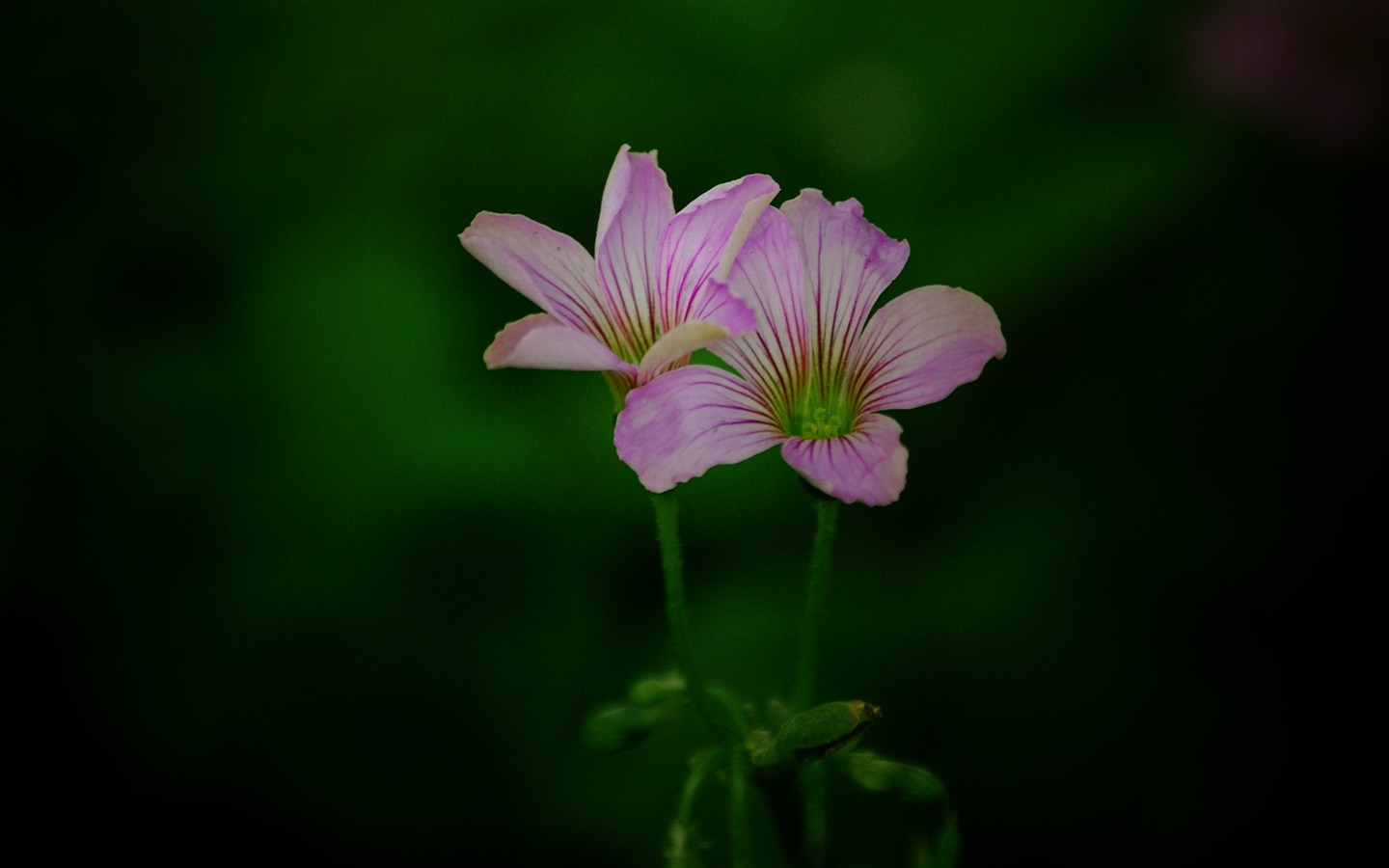 Ces fleurs (Pretty in Pink 526 entrées) #14 - 1440x900