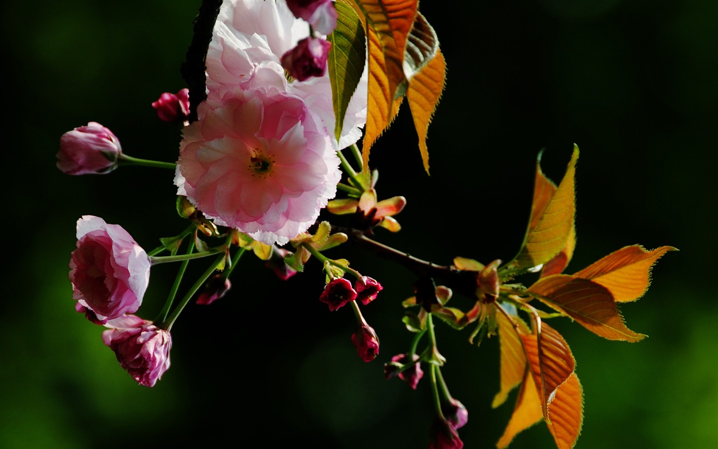 Tyto květiny (Pretty in Pink 526 záznamů) #15 - 1440x900