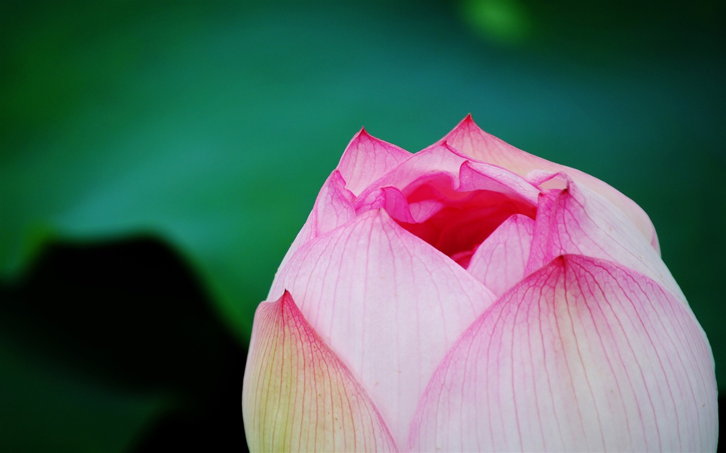 Lotus (Pretty in Pink 526 registros) #3 - 1440x900
