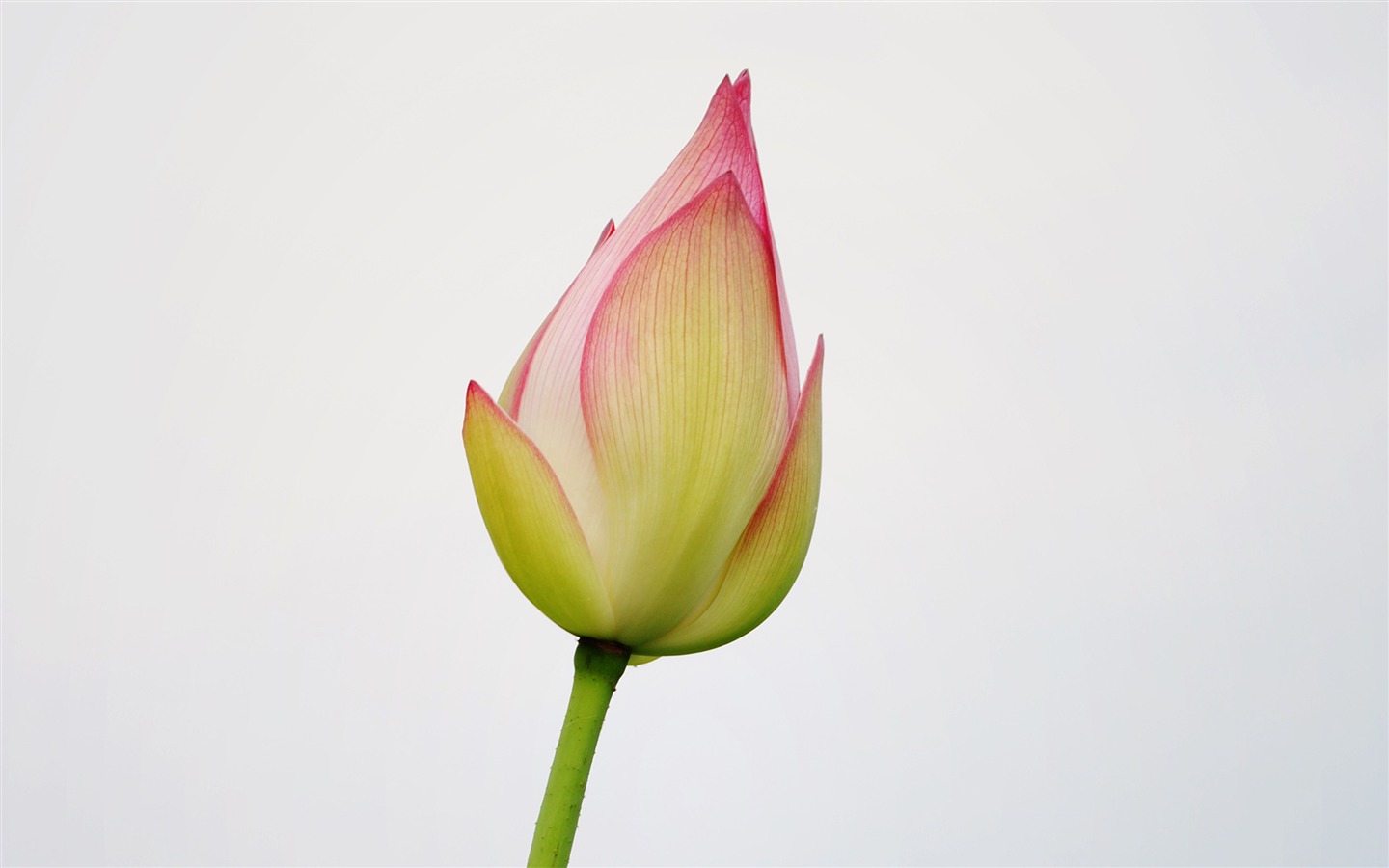 Lotus (Pretty in Pink 526 registros) #5 - 1440x900