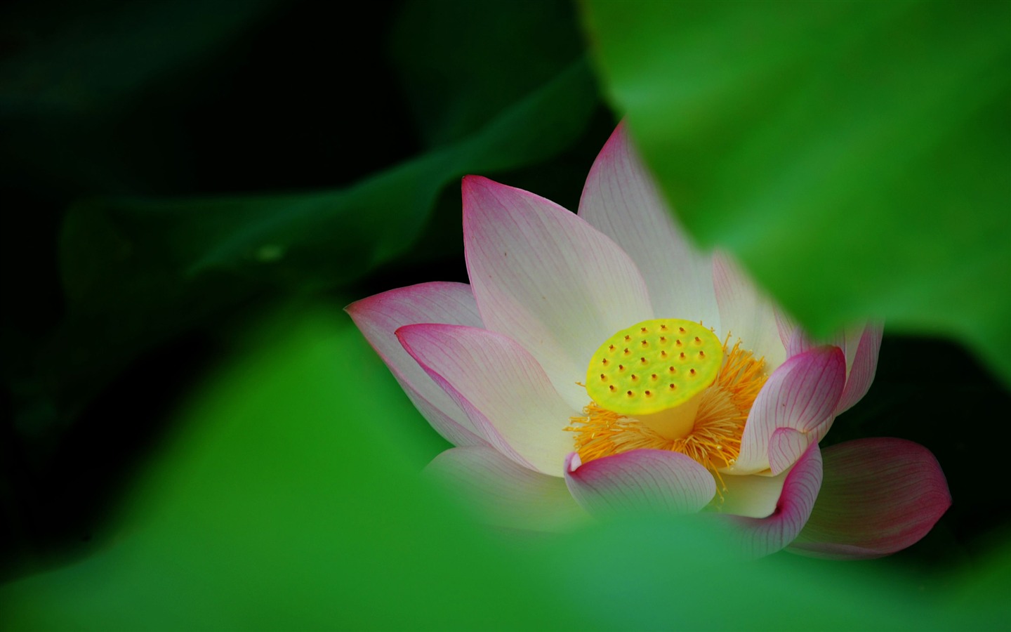 Lotus (Pretty in Pink 526 registros) #12 - 1440x900