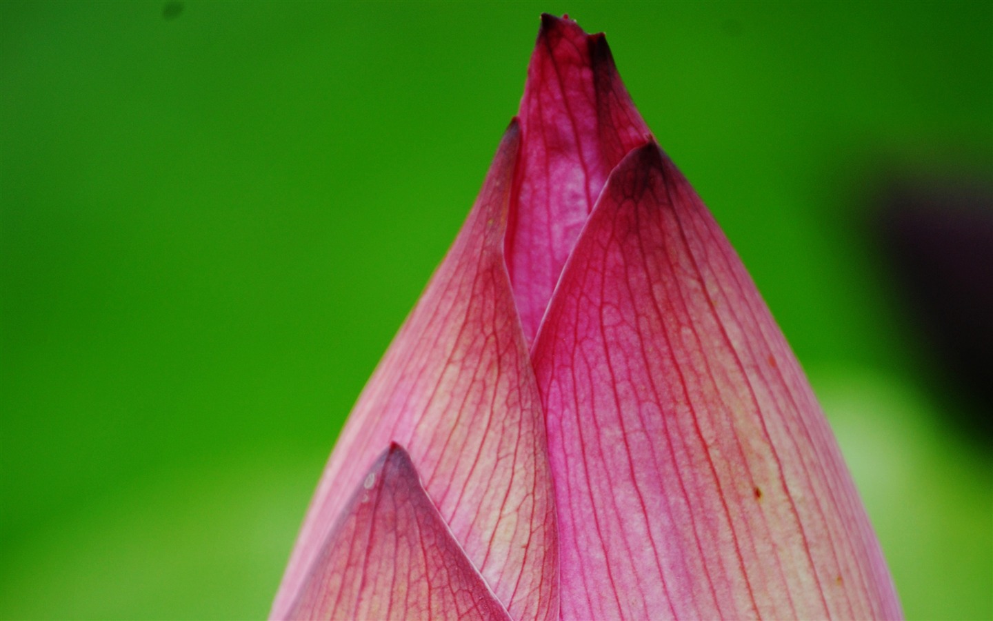 Lotus (Pretty in Pink 526 Einträge) #13 - 1440x900