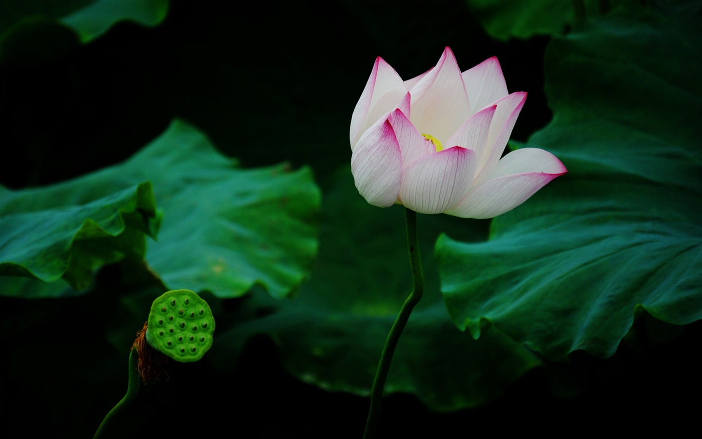 Lotus (Pretty in Pink 526 registros) #15 - 1440x900