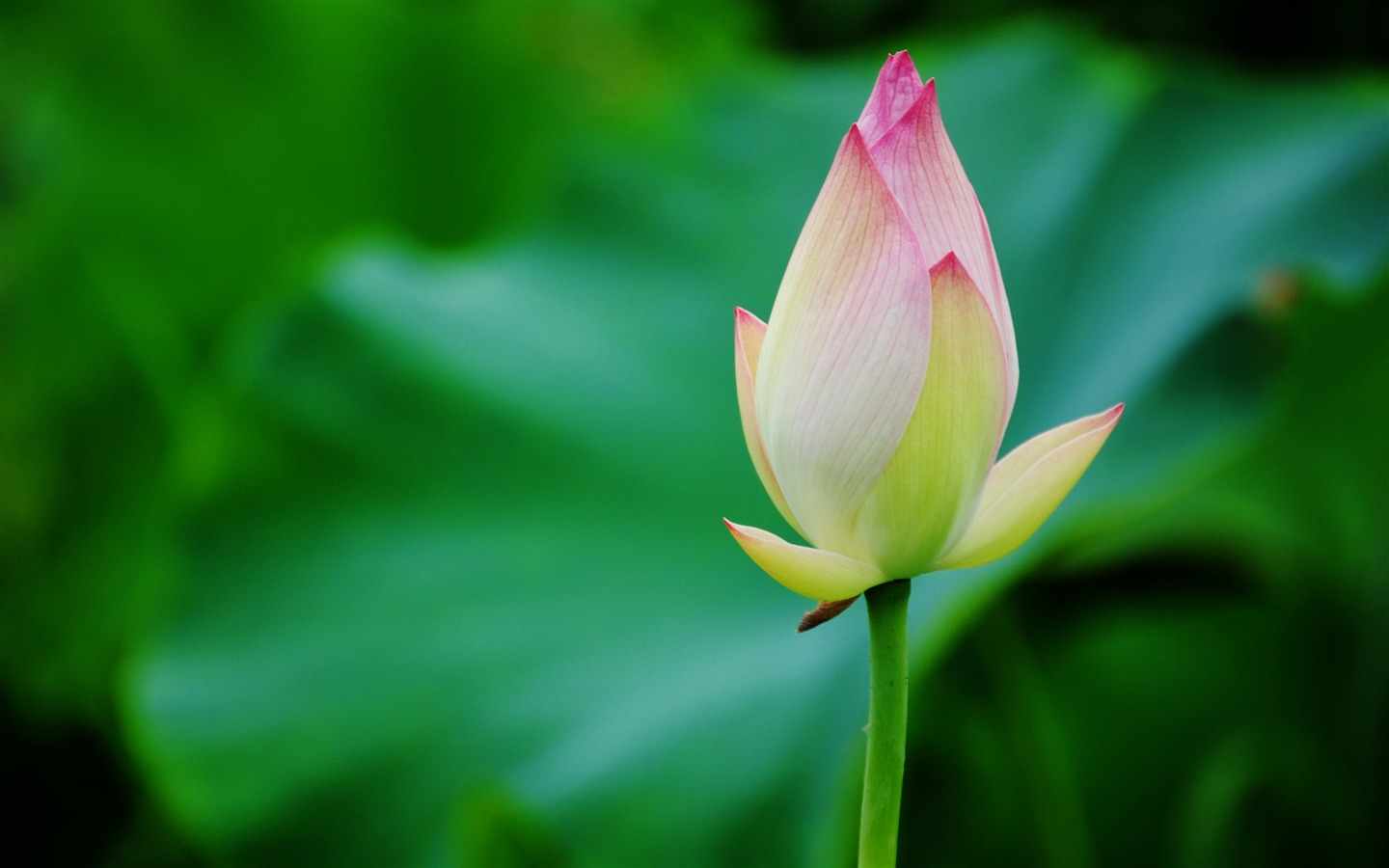 Lotus (Pretty in Pink 526 registros) #18 - 1440x900