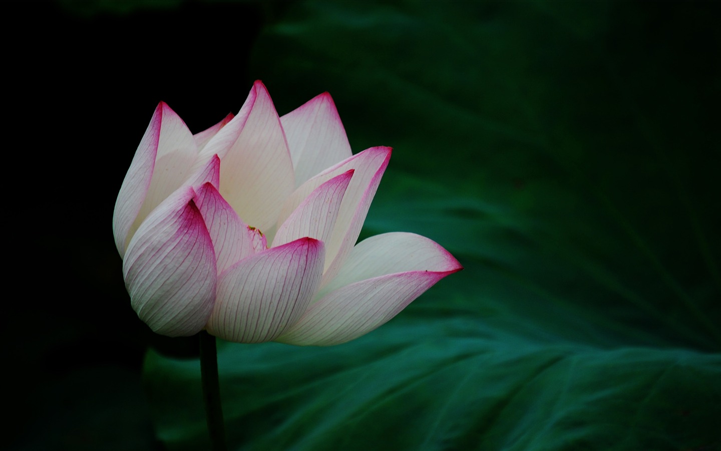 Lotus (Pretty in Pink 526 registros) #19 - 1440x900