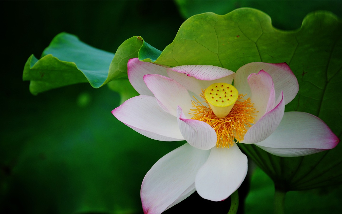 Lotus (Pretty in Pink 526 registros) #20 - 1440x900