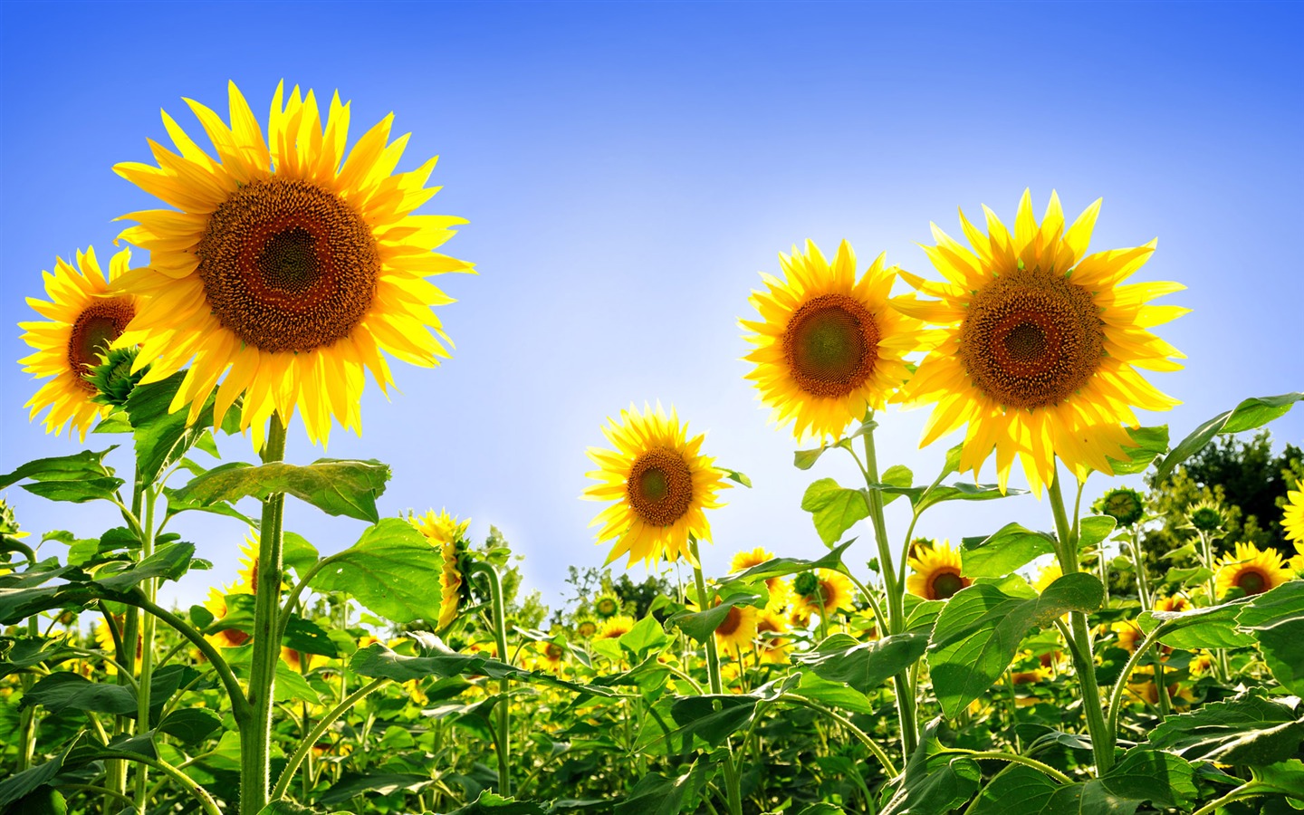 Beau fond d'écran de tournesol close-up (1) #18 - 1440x900