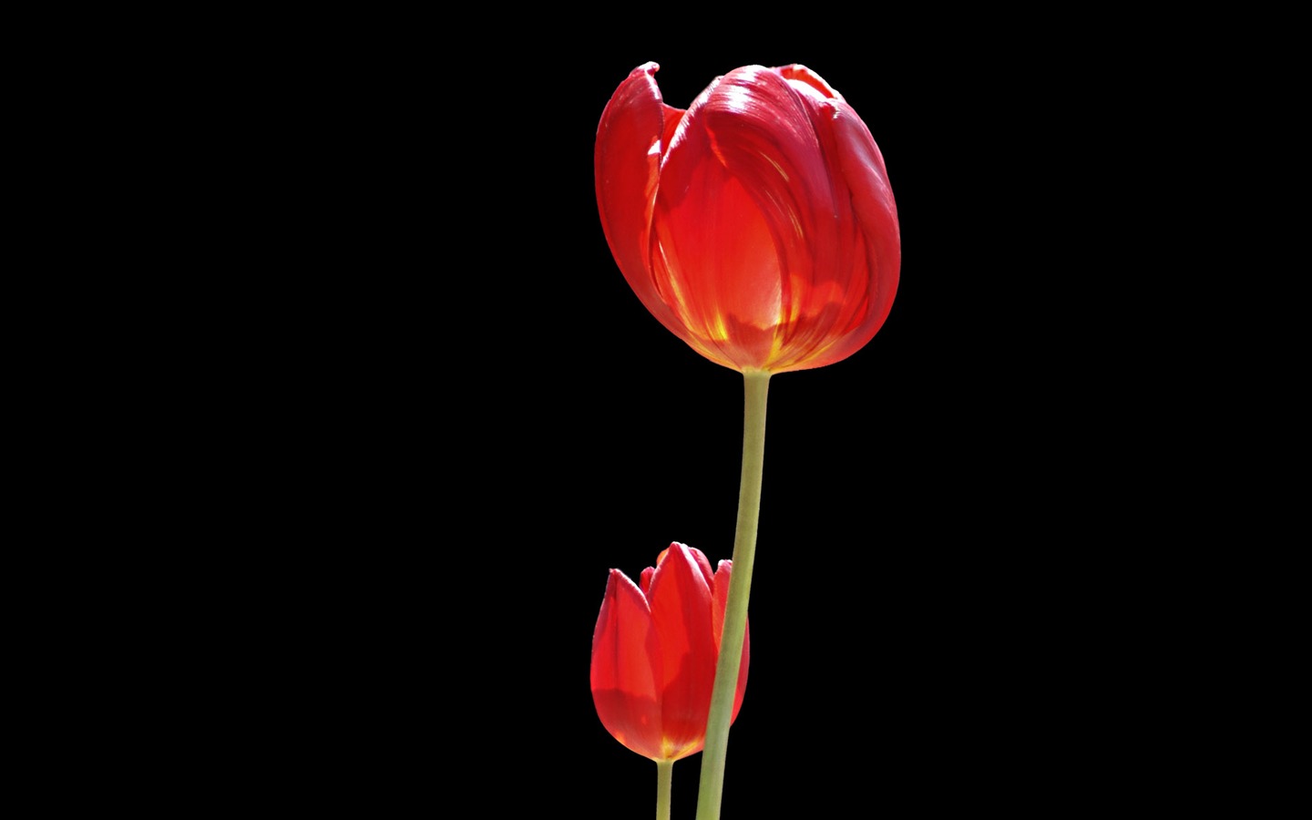 Tulip álbum de fondo de pantalla (8) #3 - 1440x900