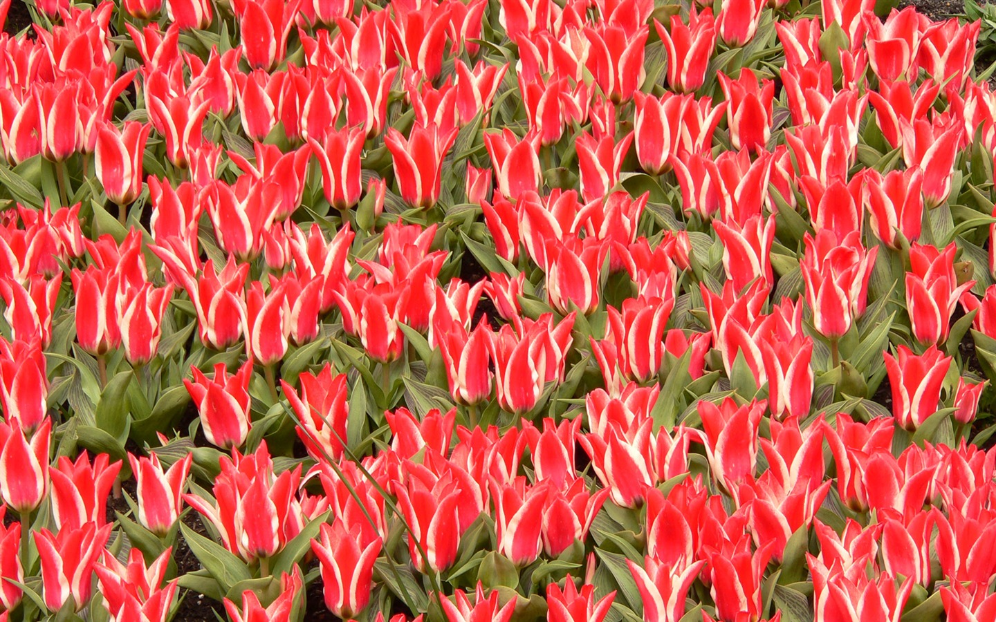 Tulip álbum de fondo de pantalla (8) #18 - 1440x900