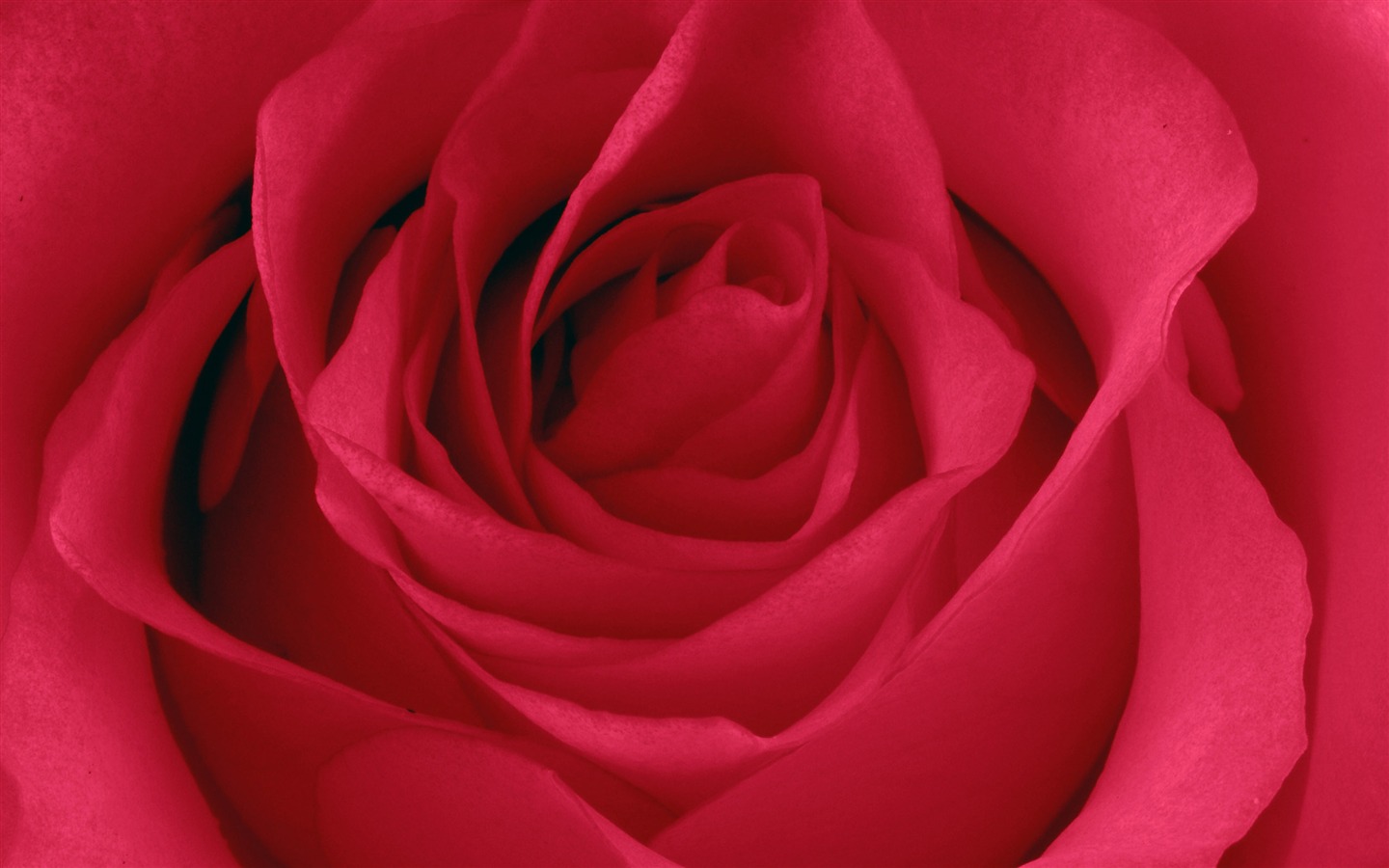 Velké Rose Foto tapety (5) #11 - 1440x900