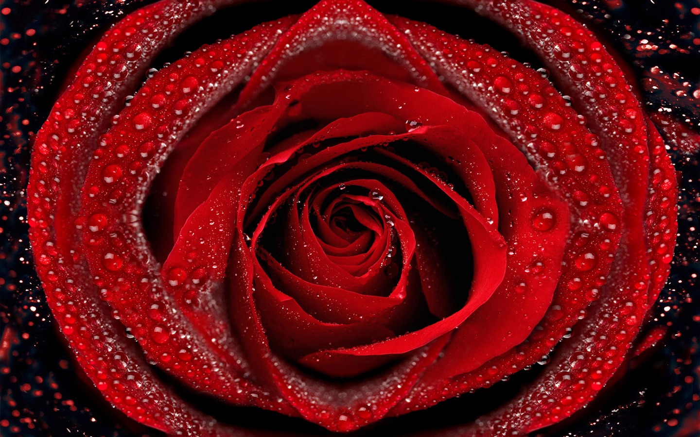 Velké Rose Foto tapety (6) #2 - 1440x900