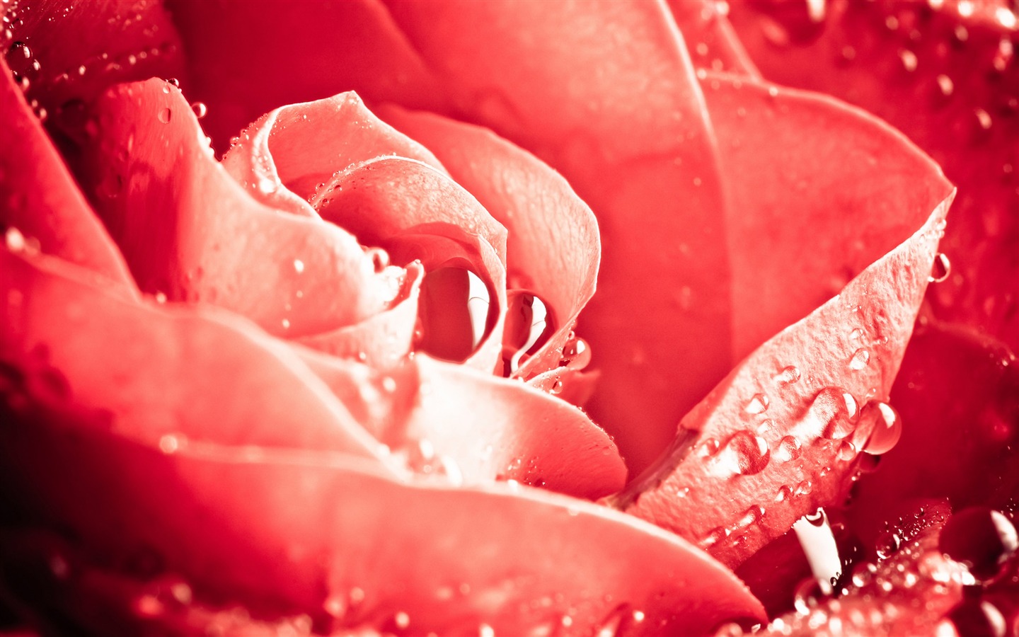 Большой Роуз Фото обои (6) #19 - 1440x900