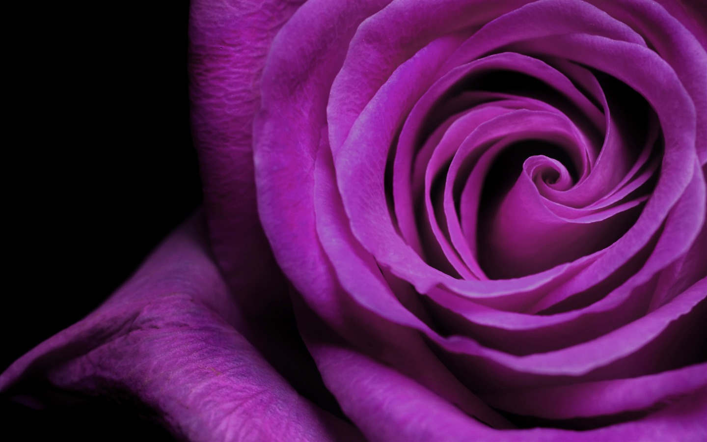 Большой Роуз Фото обои (6) #20 - 1440x900