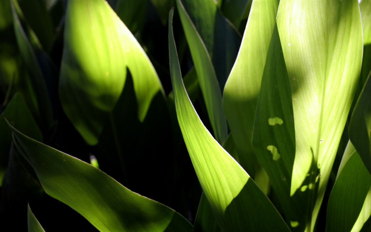 Květiny zelený list close-up tapety (2) #17 - 1440x900