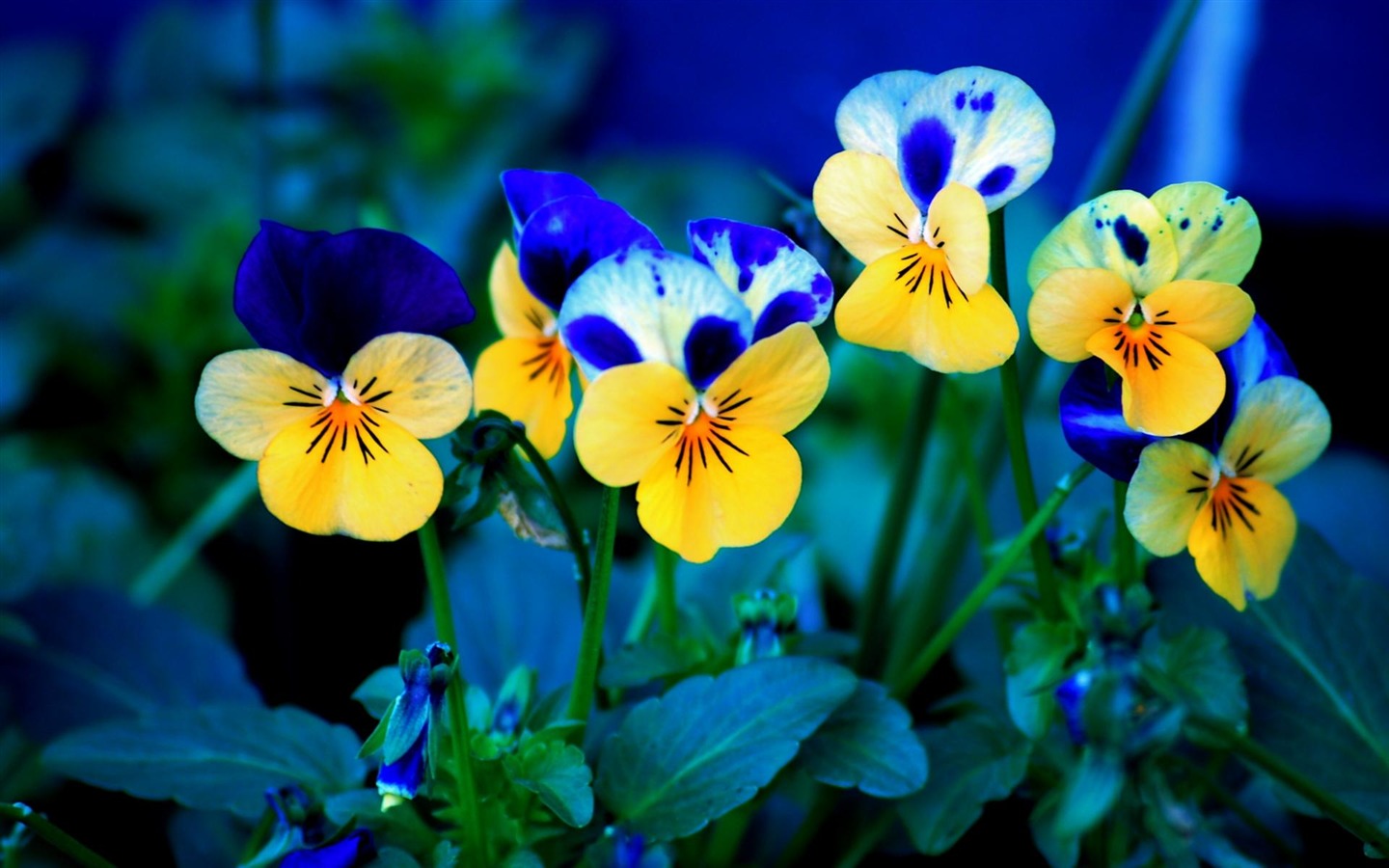 Flores hoja verde fondo de pantalla de cerca (3) #1 - 1440x900