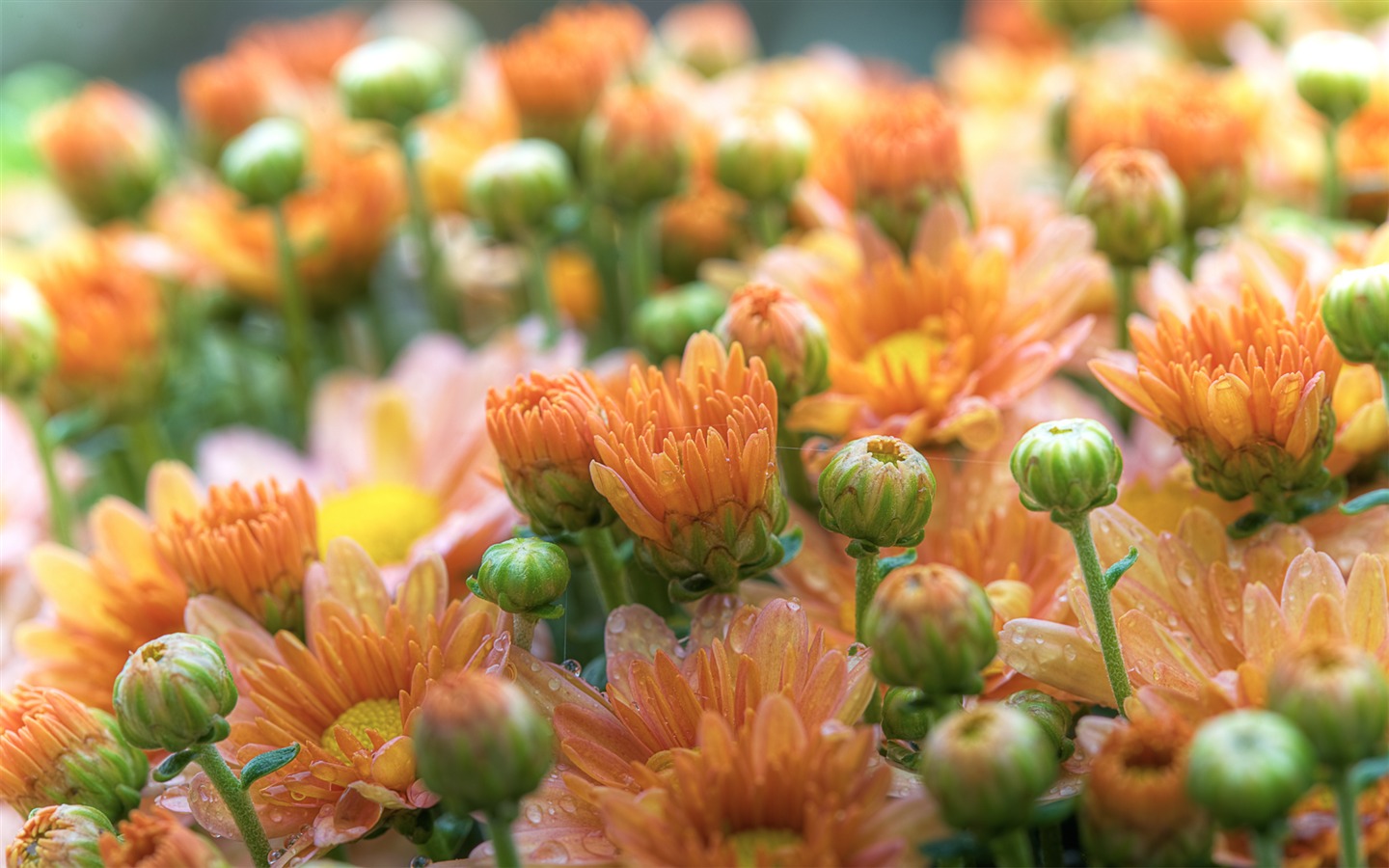 Flores hoja verde fondo de pantalla de cerca (3) #4 - 1440x900