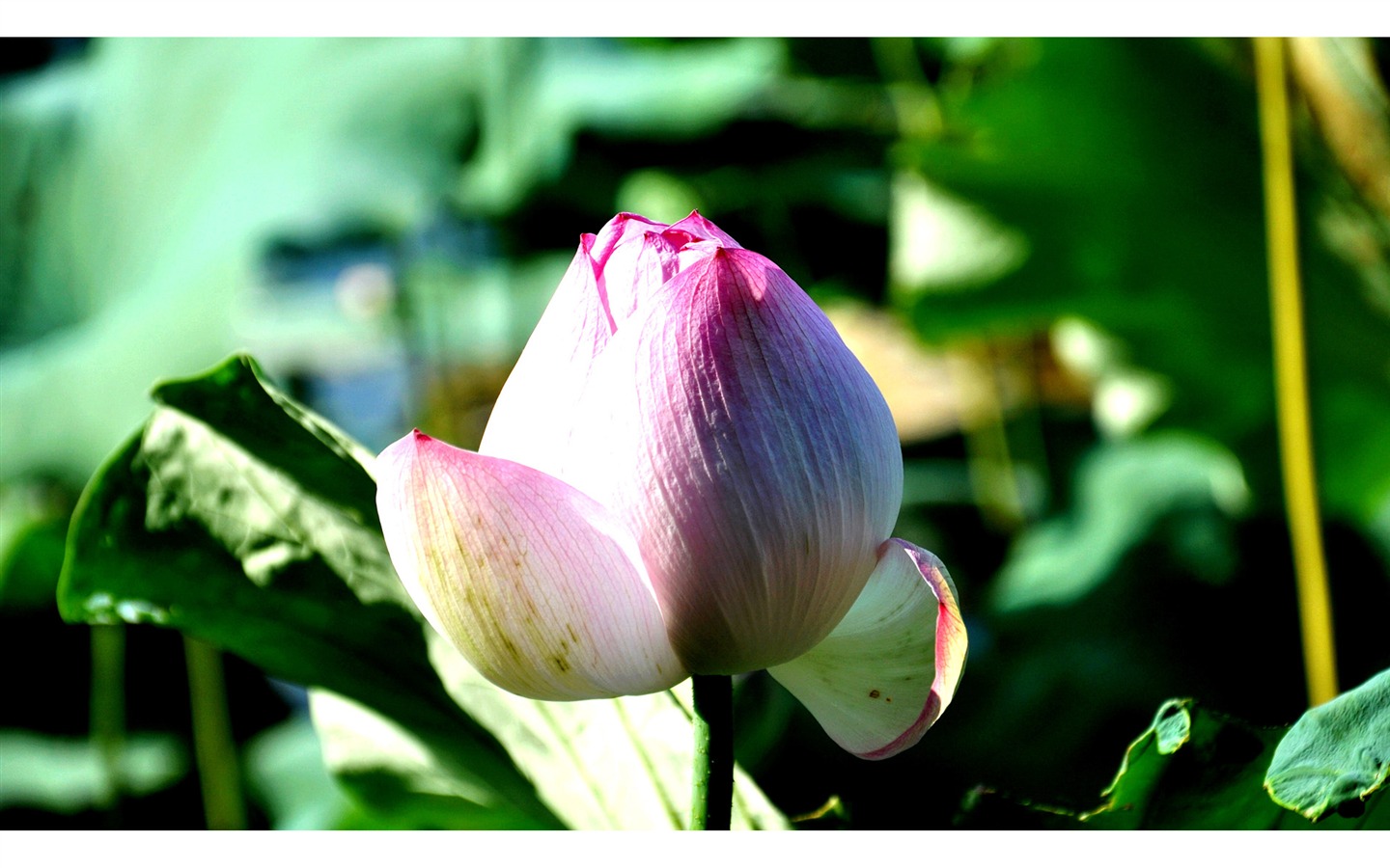 Flores hoja verde fondo de pantalla de cerca (4) #4 - 1440x900