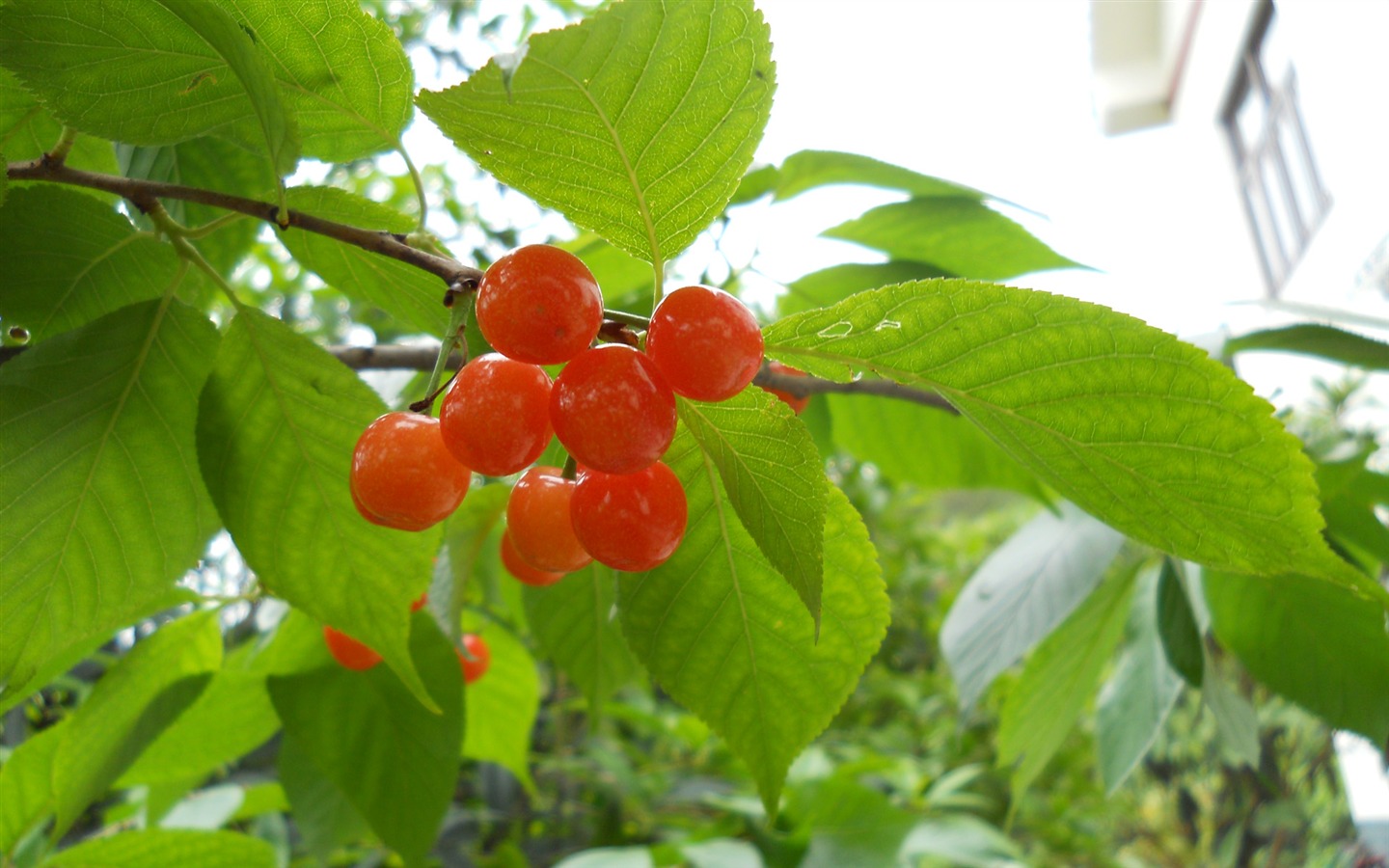 鲜花绿叶特写 壁纸(四)19 - 1440x900