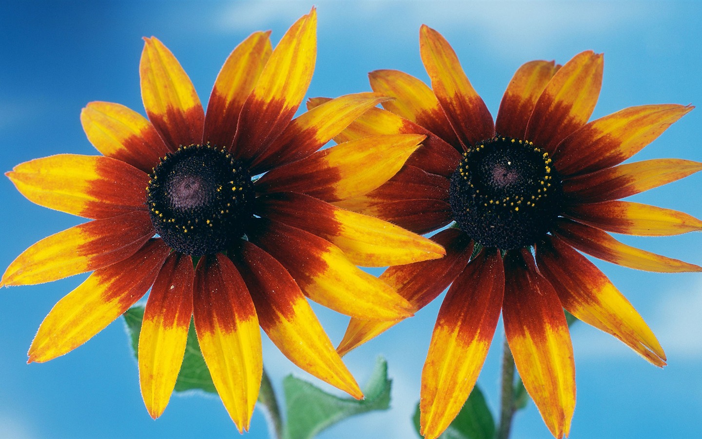 Širokoúhlý tapety květiny close-up (13) #1 - 1440x900