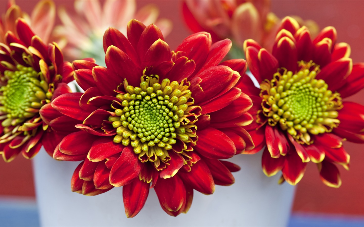 fleurs fond d'écran Widescreen close-up (14) #1 - 1440x900