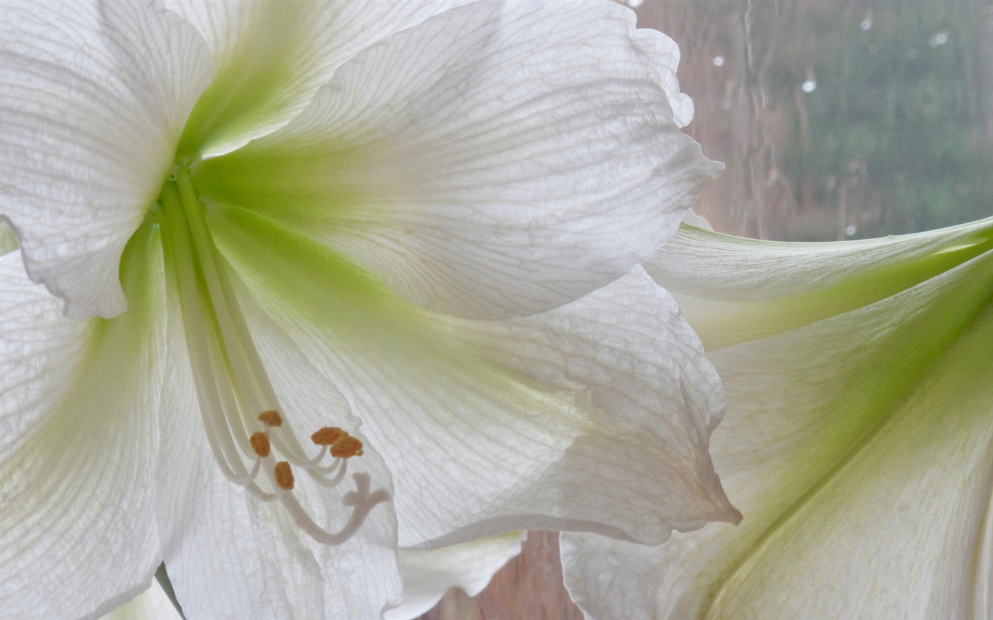 fleurs fond d'écran Widescreen close-up (14) #4 - 1440x900