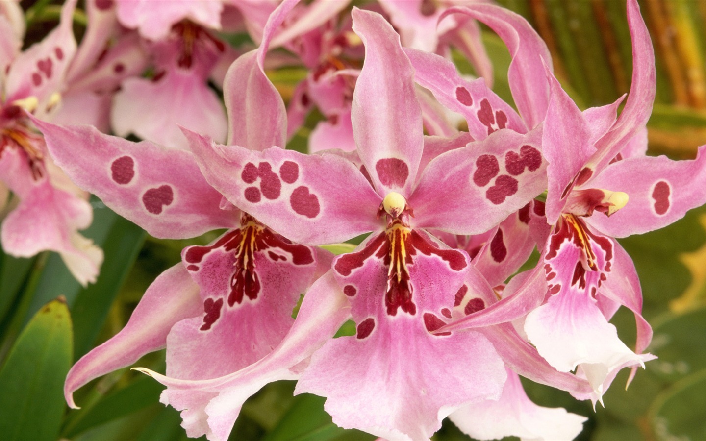 fleurs fond d'écran Widescreen close-up (14) #8 - 1440x900